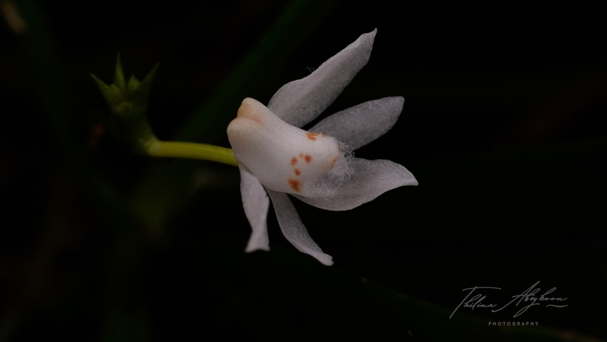 Thrixspermum pulchellum (Thwaites) Schltr.